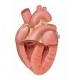 Средства от кардиомиопатии