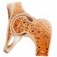 Средства от остеопороза